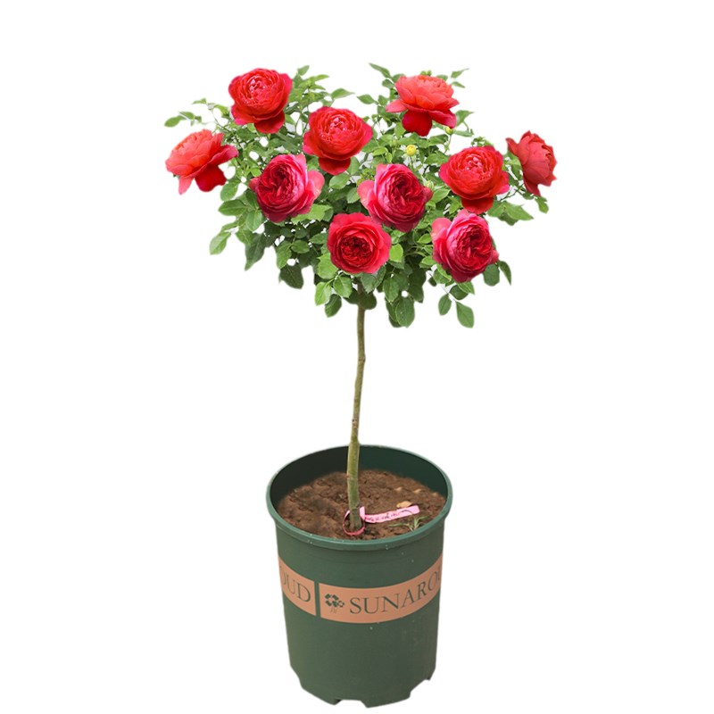 红果汁树桩月季花棒棒糖树状多色玫瑰嫁接月季花苗特大花高杆庭院