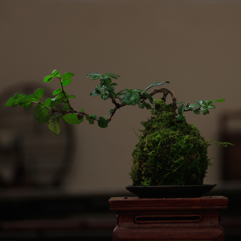 悬崖福建茶苔藓球榆树六月雪禅意盆栽书房茶几窗台阳台办公室绿植