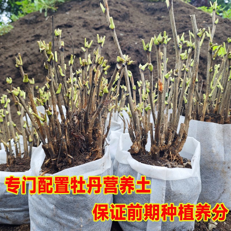 牡丹花苗带土带盆洛阳正宗花树苗盆栽重瓣老桩耐寒带花苞庭院发财