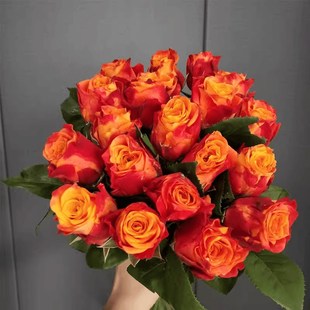 切花火焰月季花苗开花玫瑰小苗四季盆栽花卉爬藤植物蔷薇树苗绿植