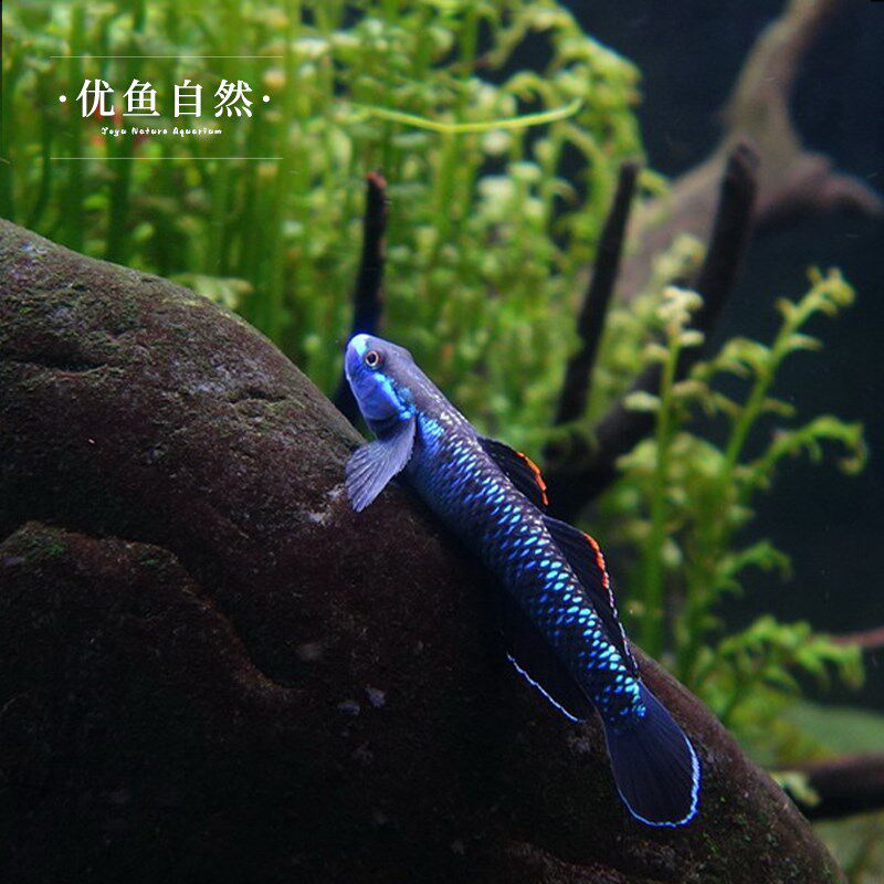 紫身枝桠虾虎原生虾虎鱼除藻素食清洁鱼缸冷水饲养淡水小型鱼