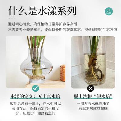 种花的大象银脉剑叶海芋水培热带绿植室内办公桌植物大仙好养