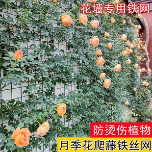 爬藤铁丝网花架月季蔷薇植物上墙C爬藤专用钢丝网花墙网格架花卉