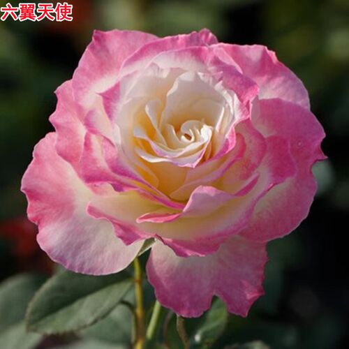 新品日月炽天使六翼天使月季苗灌A木庭院大花浓香四季开花玫瑰花