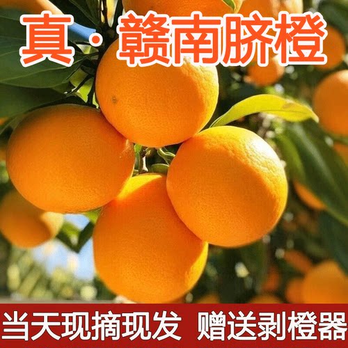 正宗赣南脐橙当天现摘现发