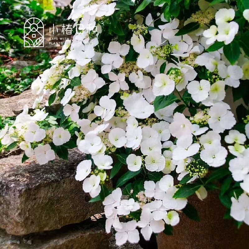 小椿日和 白色粉色落跑新娘绣球花卉盆栽植物阳台庭院花园八仙