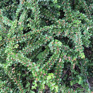 平枝荀子 铺地蜈蚣 小叶栒子平枝旬子苗盆景匍匐灌木工程绿化苗木