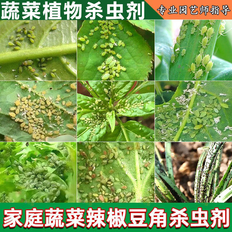 蔬菜百虫杀虫剂植物阳台辣椒白菜月季花卉腻虫蚜虫菜虫腻虫杀虫剂