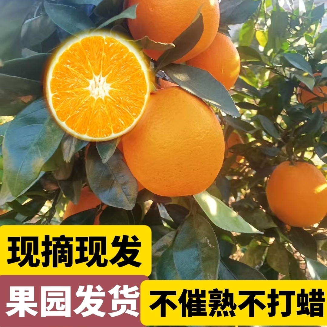 南方特产水果湖南溆浦脐橙新鲜皮