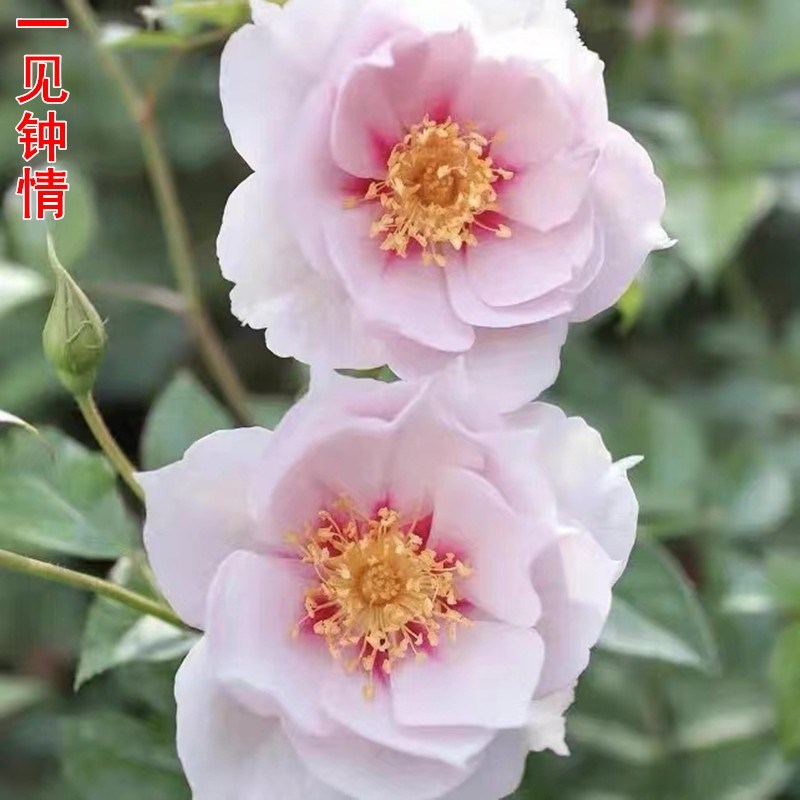 超新品一见钟情月季苗庭院阳台盆栽花卉四季开花扦插苗