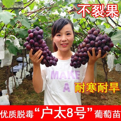 户太8号葡萄苗耐寒爬藤沪