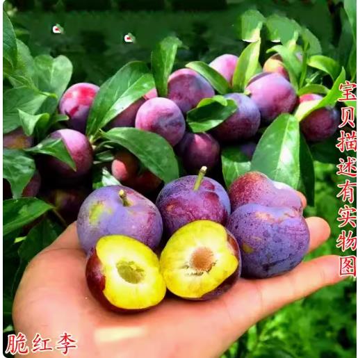 四川脆甜脱骨红李树苗半边