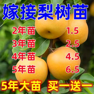 梨树果苗黄金梨秋月梨早酥红梨南北方种植特大嫁接梨树苗当年结果