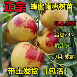 大甜枣树苗 蜂蜜罐枣苗 细脆味甜 嫁接枣树苗 南方北方种植果树苗