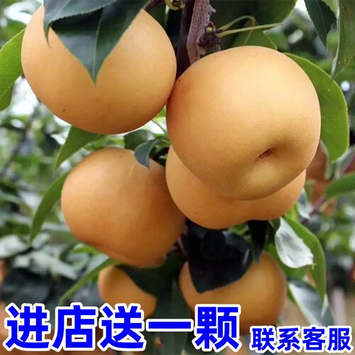 秋月梨树果苗盆栽地北方种