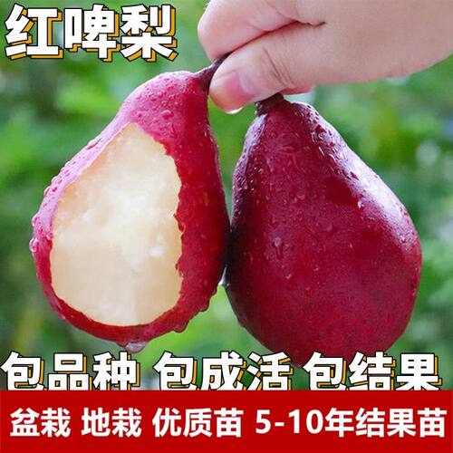 特大嫁接新品种红啤梨树苗