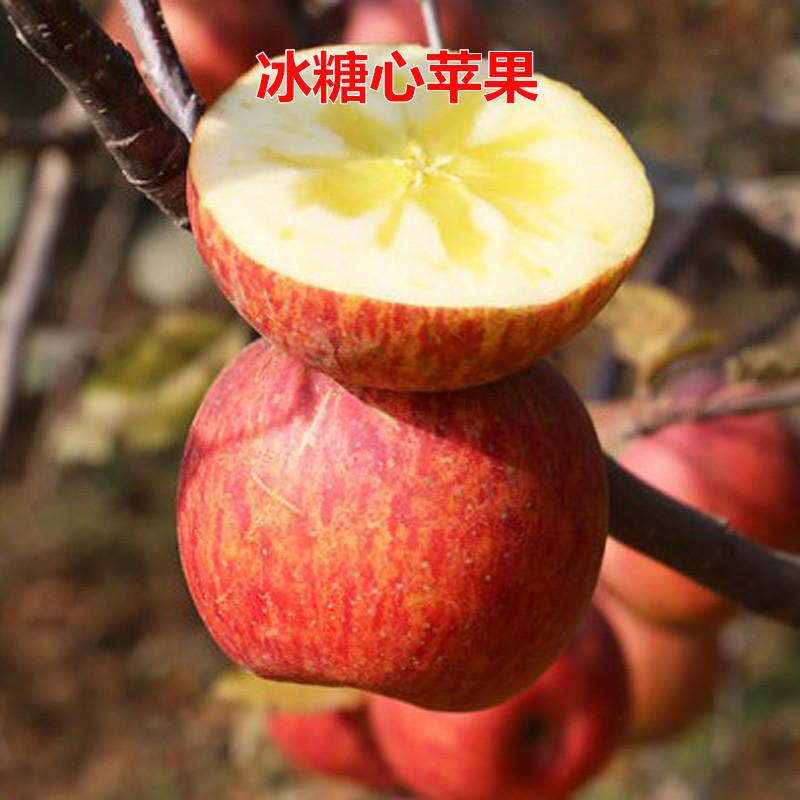 新疆阿克苏冰糖心苹果苗嫁