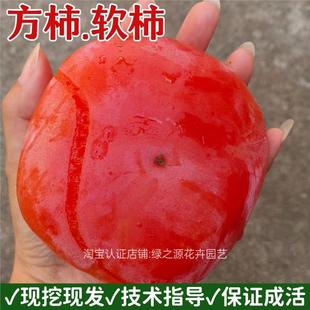 老品种方柿子树苗嫁接软糯蜜甜柿子苗盆栽特大南北方当年结果苗
