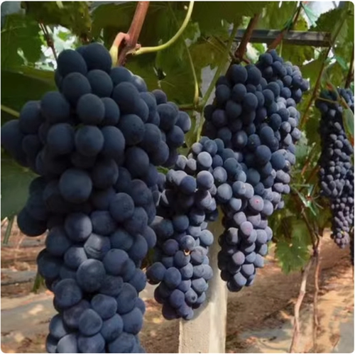 早熟葡萄新品种极甜66苗6