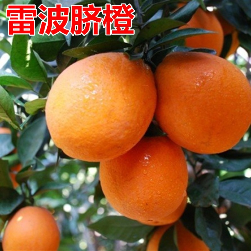脐橙树苗 雷波脐橙 特大橙子苗庭院地栽甜橙苗盆栽脐橙苗当年结果