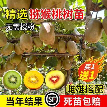 猕猴桃树果苗公母同株红心绿心徐香弥猴桃苗南方北方四季种植结果