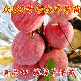 特大超甜苹果树苗众成三号嫁接冰糖心红富士南方种植耐寒苹果苗树