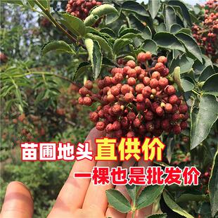 花椒苗树小苗大苗盆栽地栽当年结果食用大红袍藤椒非无刺四川果树