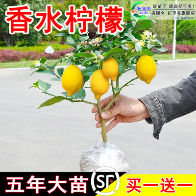 广东四季香水柠檬树苗盆栽