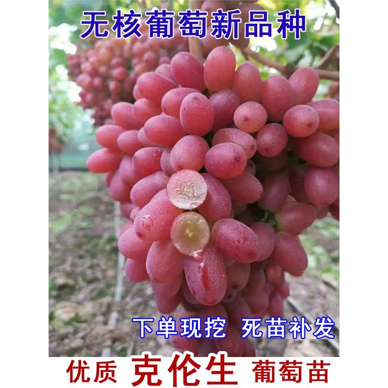 无籽红提克伦生葡萄苗爬藤
