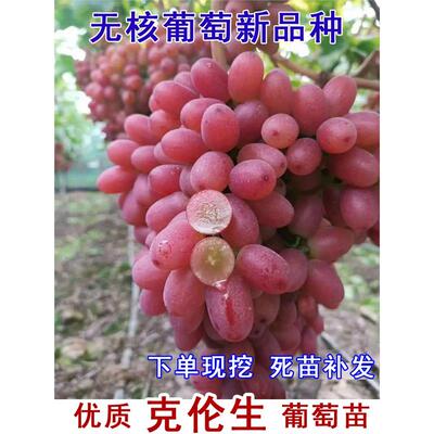 无籽红提克伦生葡萄苗爬藤
