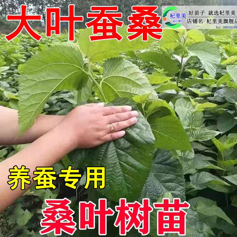 大叶蚕桑果树苗南北方地栽