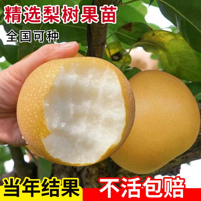 梨树果苗嫁接翠冠秋月地栽