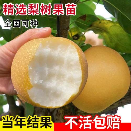 梨树果苗嫁接翠冠秋月地栽