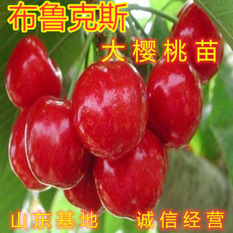 特大超甜布鲁克斯樱桃树苗