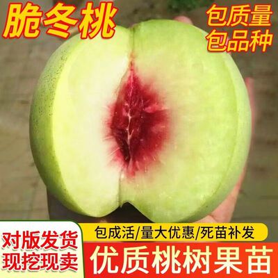 脆冬桃苗树极晚熟特大巨型