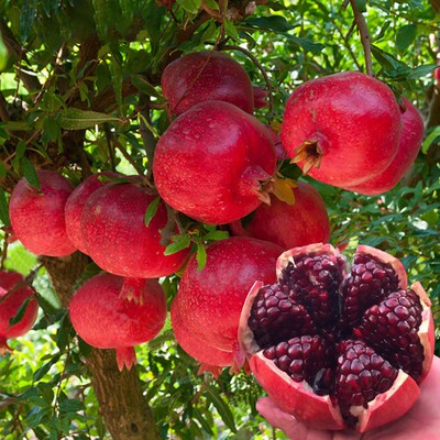 石榴树苗突尼斯软籽特大庭