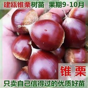 嫁接建瓯锥栗树苗特大榛子板栗苗南方北方庭院盆栽地栽栗子树果苗
