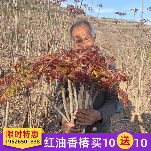 香椿苗盆栽地南方北种植四