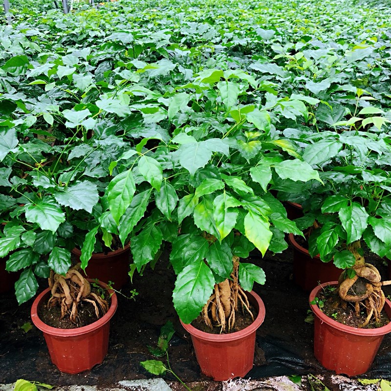 提根幸福树盆栽造型绿宝盆景四季常青室内阳台客厅观叶植物办公室