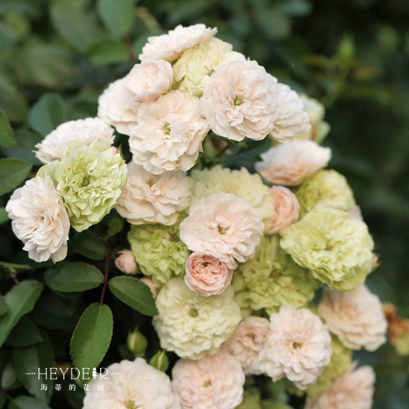 海蒂的花园 绿冰微型月季花量大夏季表现棒可做盆景花卉小苗盆栽