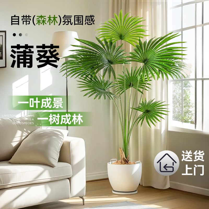 蒲葵绿植大型室内客厅网红植物盆栽旺宅真花好养树苗大叶蒲棕榈竹