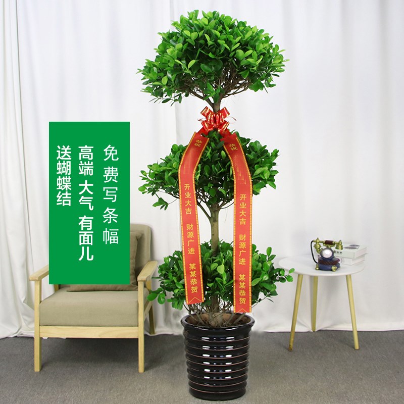 开业乔迁三层金钱榕摇钱树榕树盆栽合肥滨湖经开区政务高新瑶海区