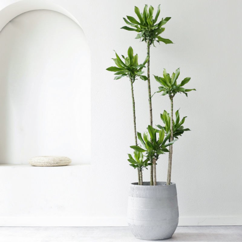 造型螺纹铁北欧风高杆造型树室内外客厅花卉盆栽绿植净化空气植物