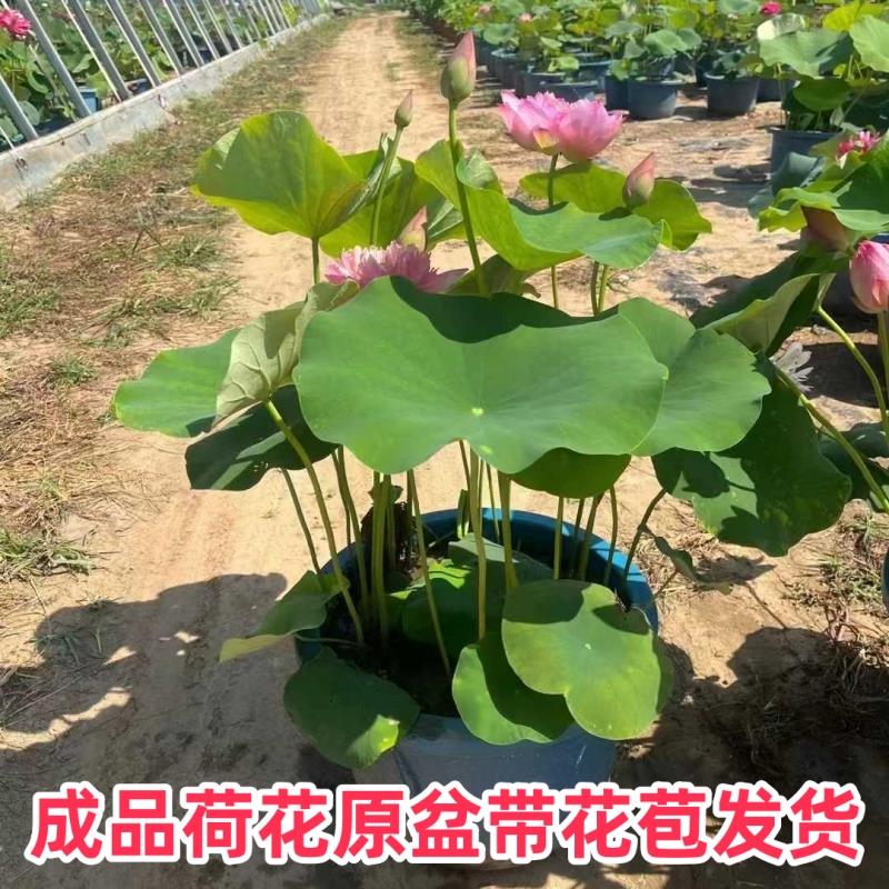 观赏荷花盆栽成品苗带花苞水培睡莲碗莲植物庭院池塘种植大型藕根
