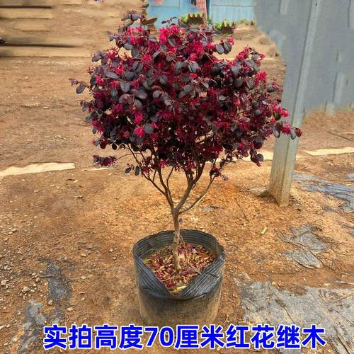 庭院别墅红花继木红花继木盆栽地栽室外耐寒彩色苗木冬天不落叶