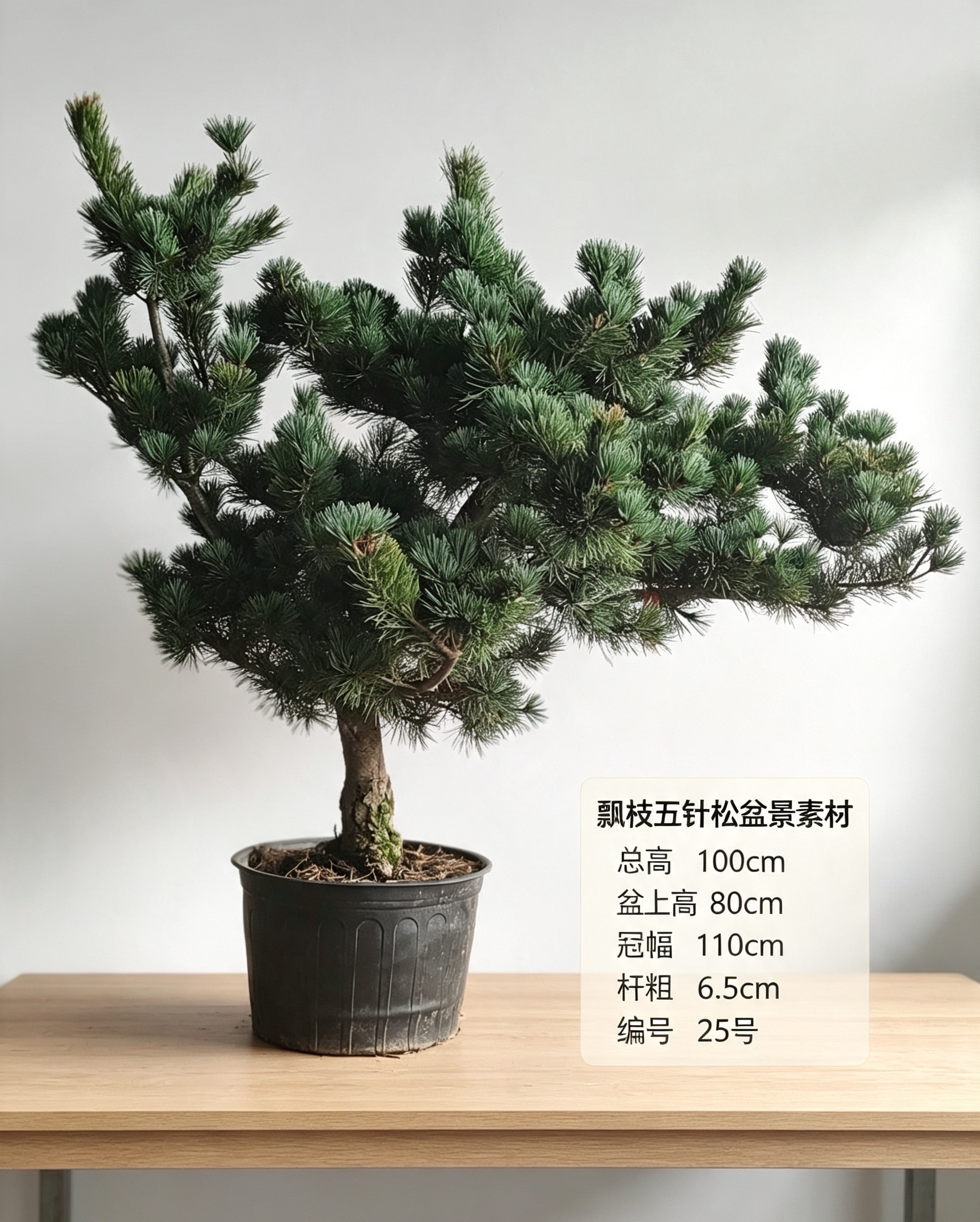 五针松盆景素材直干老桩 一物一拍 阳台庭院造型盆栽练手桩