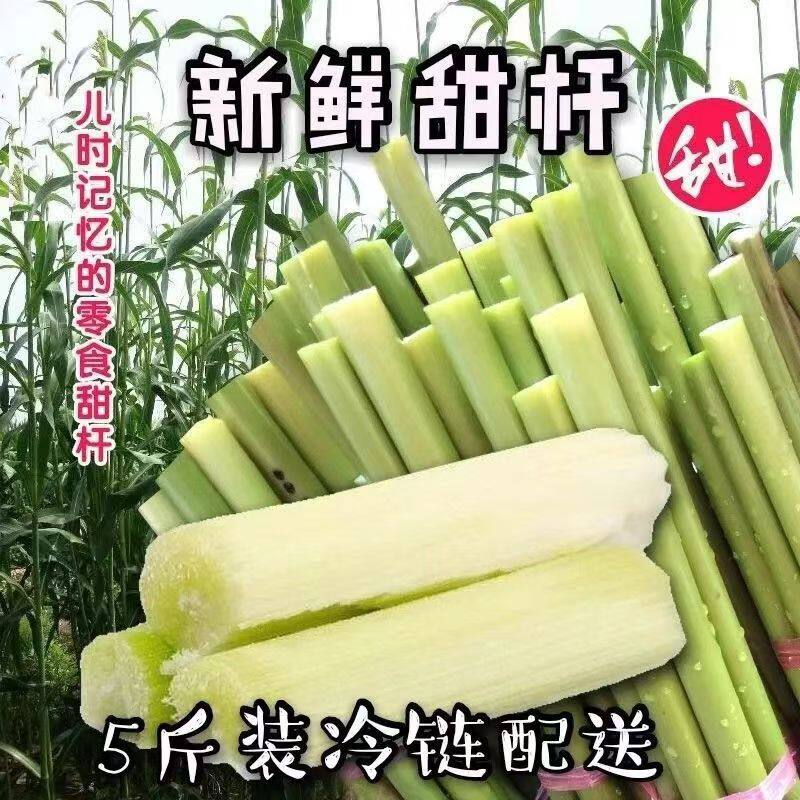 小甘蔗甜杆现砍中段青皮