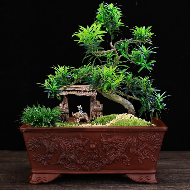 宜兴紫砂花盆仿古精品长方形客厅阳台盆景榕树文竹黑松盆栽中国风