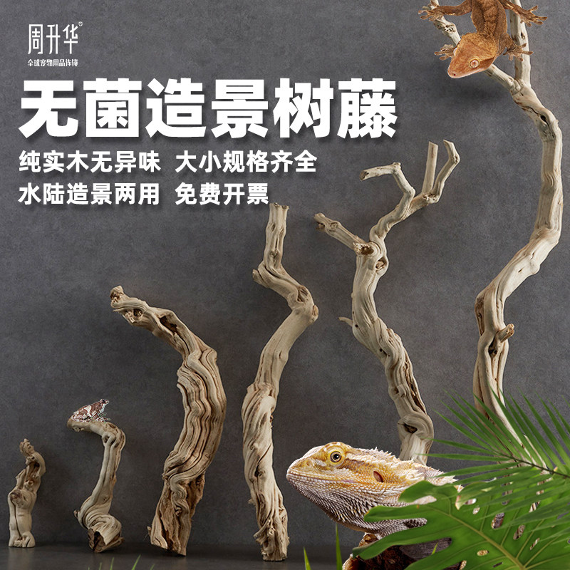 爬虫无菌藤木树藤造景缸植物树枝睫角守宫蛇蛙龟饲养箱造景蔓藤条