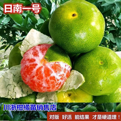 新品种青皮蜜桔苗日南一